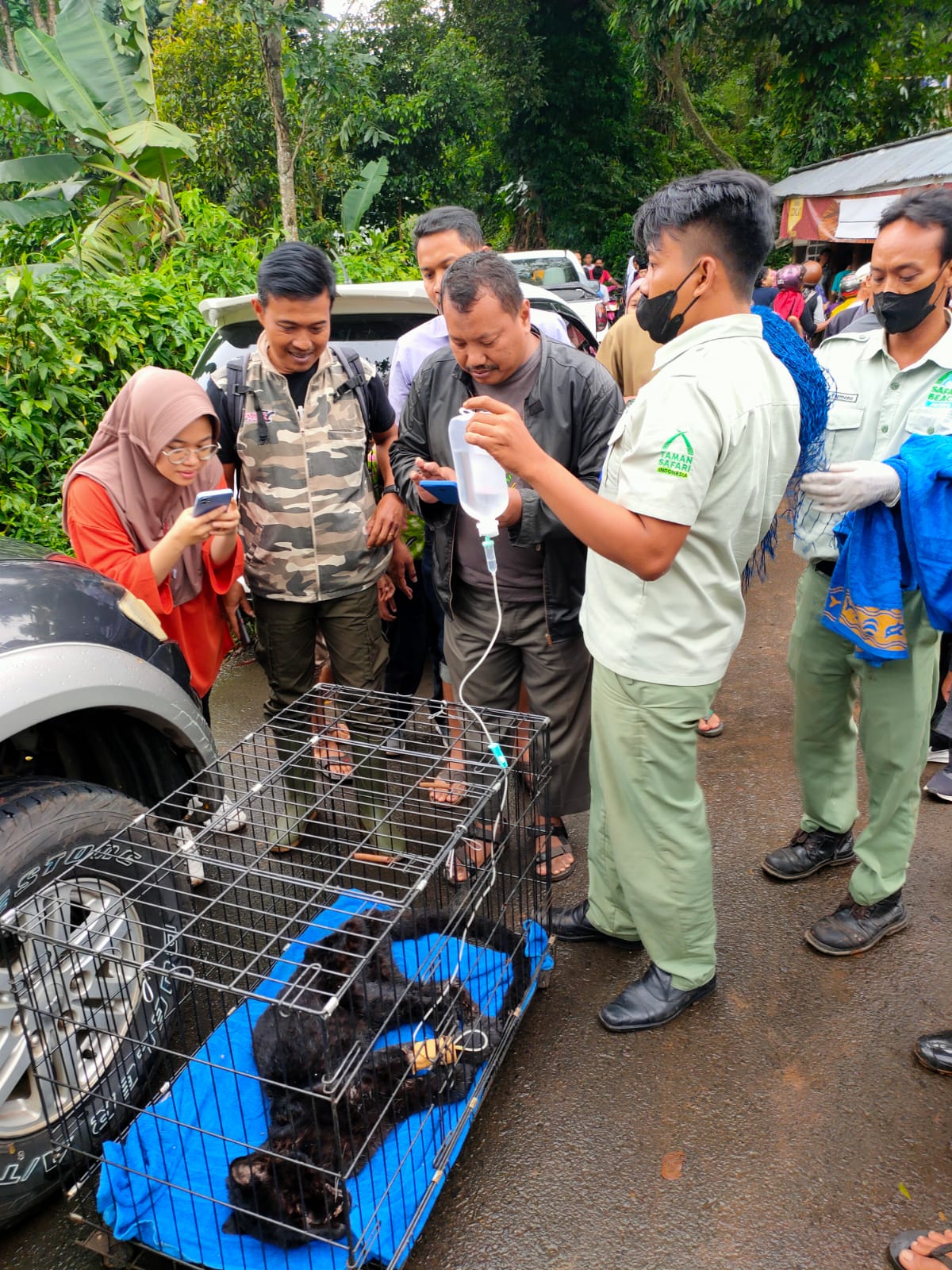 6 Fakta Macan Kumbang Liar, Spesies yang Ditemukan di Warung Makan di ...