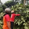 2 Pohon Tumbang di Kabupaten Pekalongan, Ini Aksi Sigap PMI Kabupaten Pekalongan