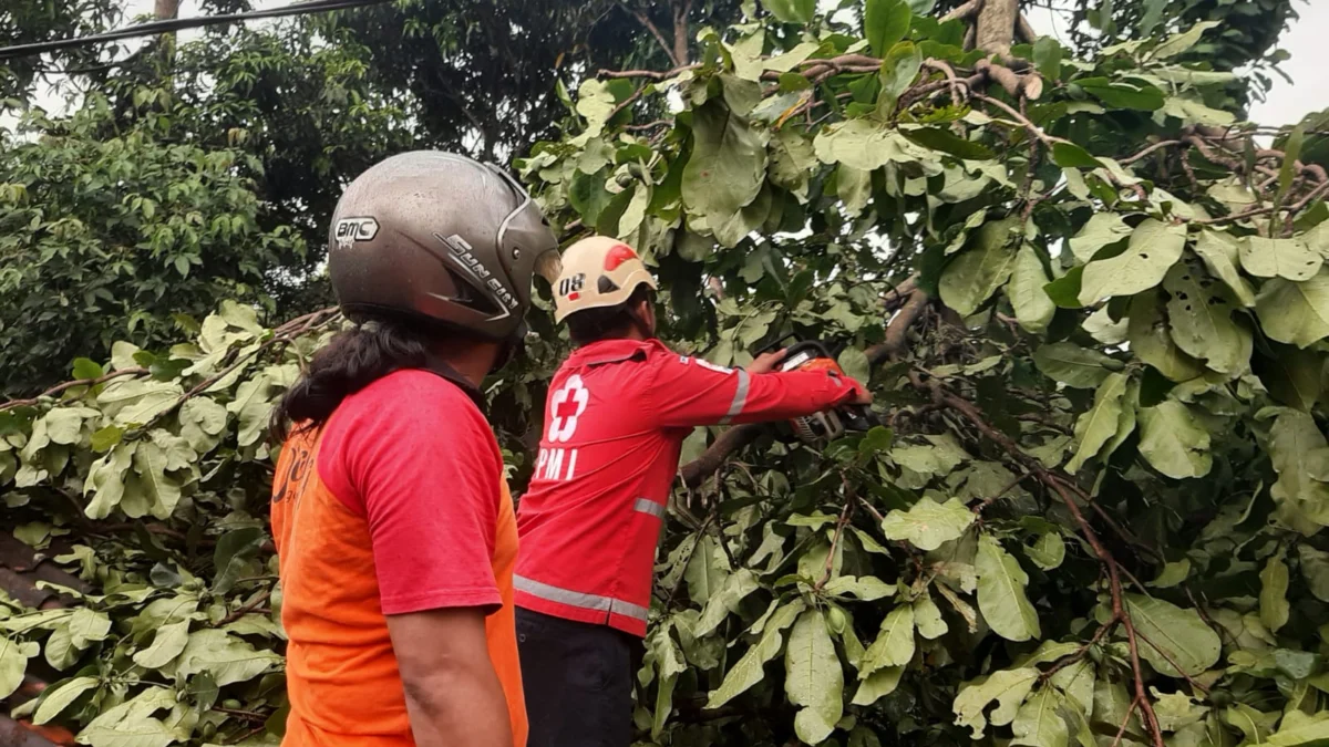 2 Pohon Tumbang di Kabupaten Pekalongan, Ini Aksi Sigap PMI Kabupaten Pekalongan