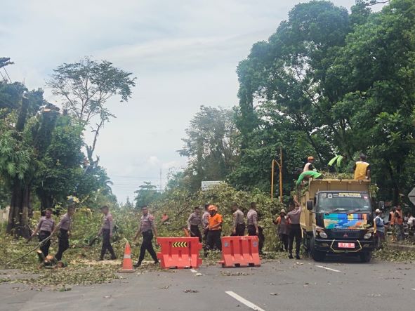 Antisipasi Gangguan Listrik Akibat Pohon Tumbang, PT PLN UP3 Pekalongan Gerakkan Sporter Batik