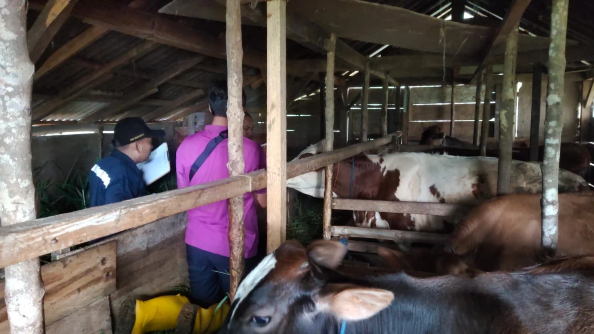 Lumpy Skin Disease Kian Menyebar di Kabupaten Pekalongan, Ini Cara Pencegahannya