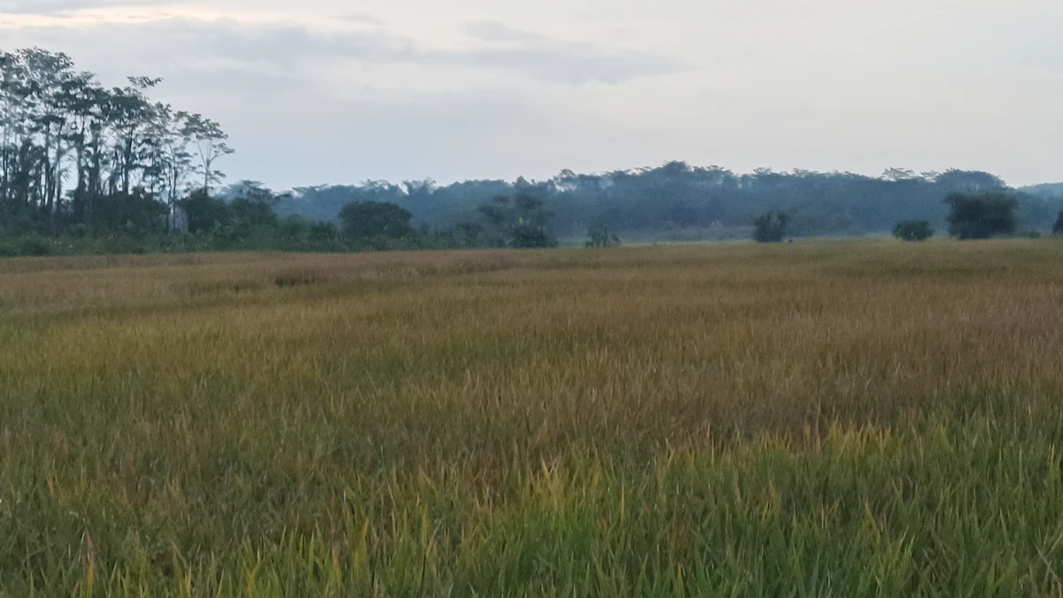 Ramadhan, Harga Gabah Di Kabupaten Pekalongan Tembus Rp 570 Ribu Perkuintal