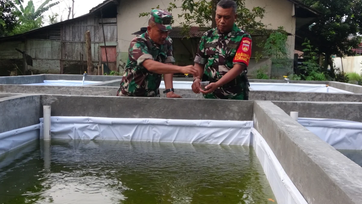 koramil wonopringgo budidaya ikan lele