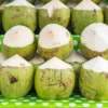 Manfaat air kelapa