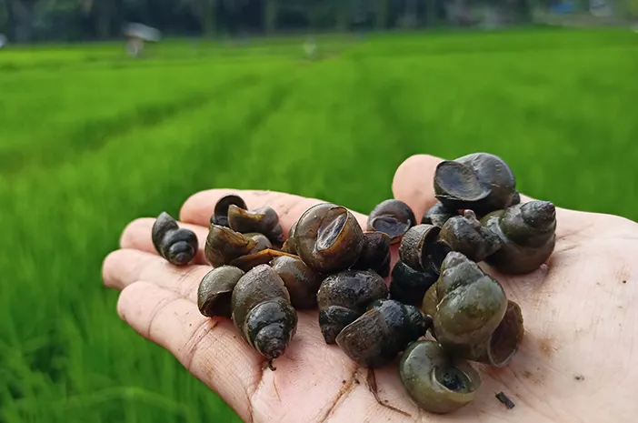 manfaat keong sawah untuk kesehatan