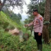 mayat di hutan pinus