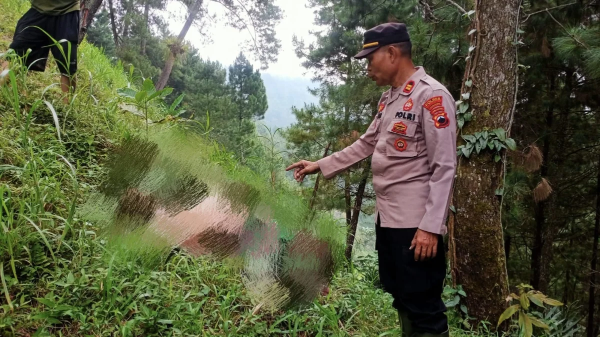 mayat di hutan pinus