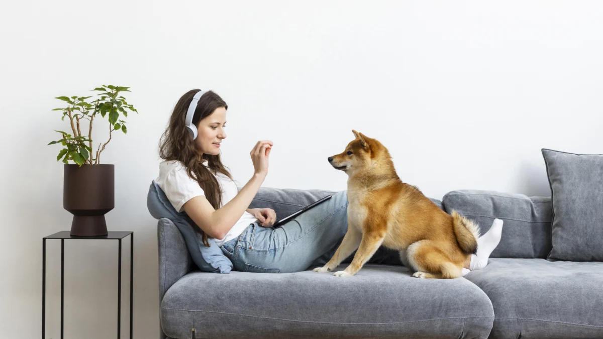 Cara Melatih Anjing Peliharaan untuk Pemula