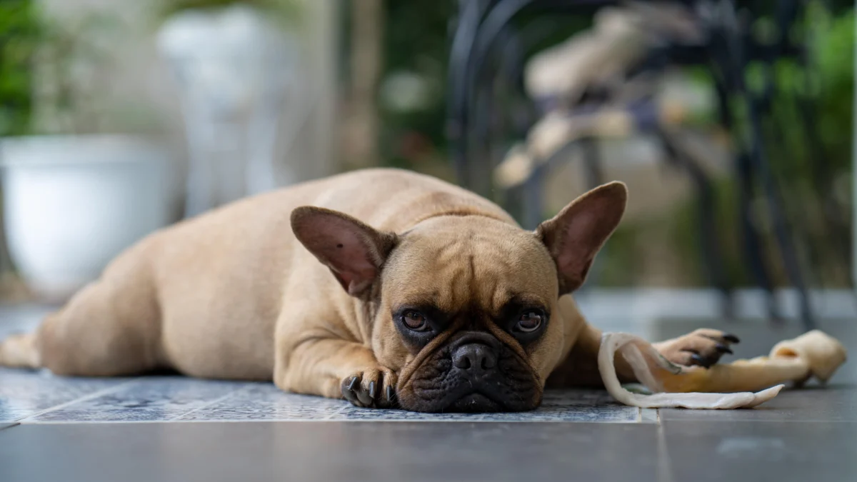 Penyebab Anjing Peliharaan Alami Dehidrasi