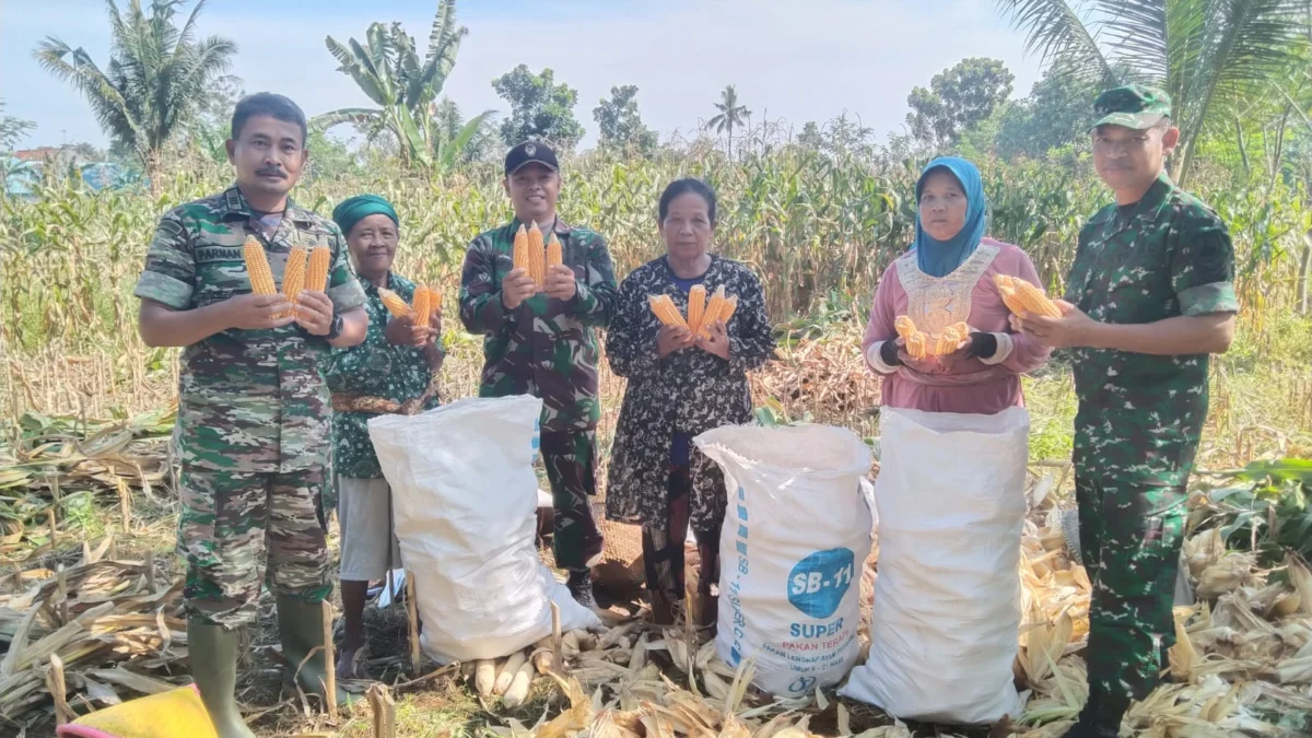 koramil wonopringgo panen jagung