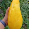 Manfaat timun suri