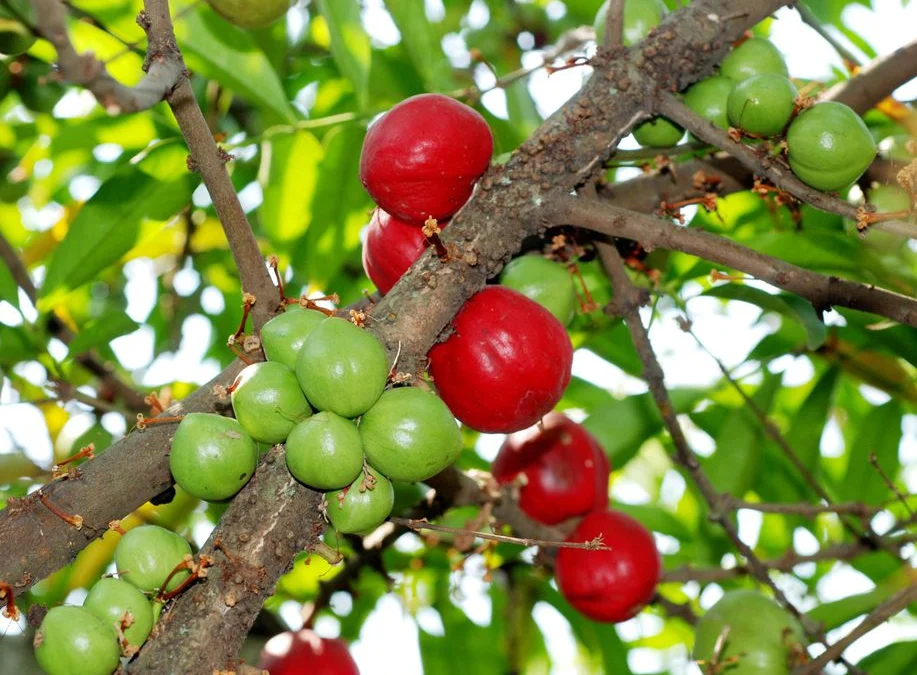 Manfaat buah mahkota dewa bagi kesehatan