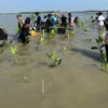 aksi mangrove 2023