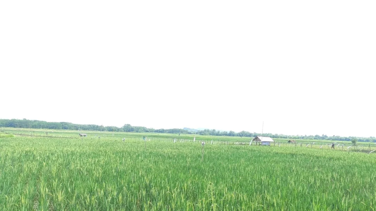 cara efektif basmi tikus sawah