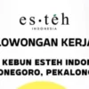 Esteh Indonesia Pekalongan