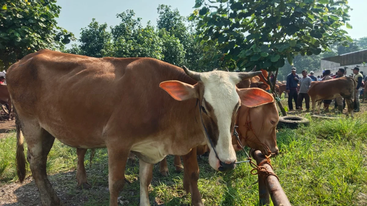 kurban 1 ekor kambing ataukah patungan sapi