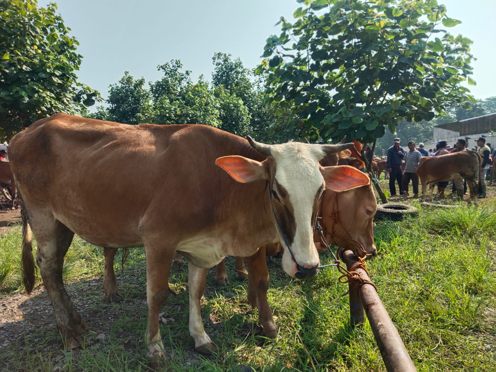 Kurban 1 Ekor Kambing ataukah Patungan Sapi, Lebih Utama Mana? Berikut ...