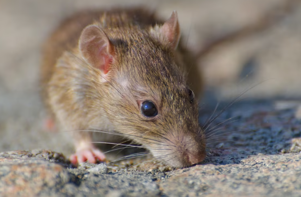 tikus hewan pintar dan sulit dikendalikan