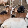 Harga Kambing dan Sapi untuk kurban 2023