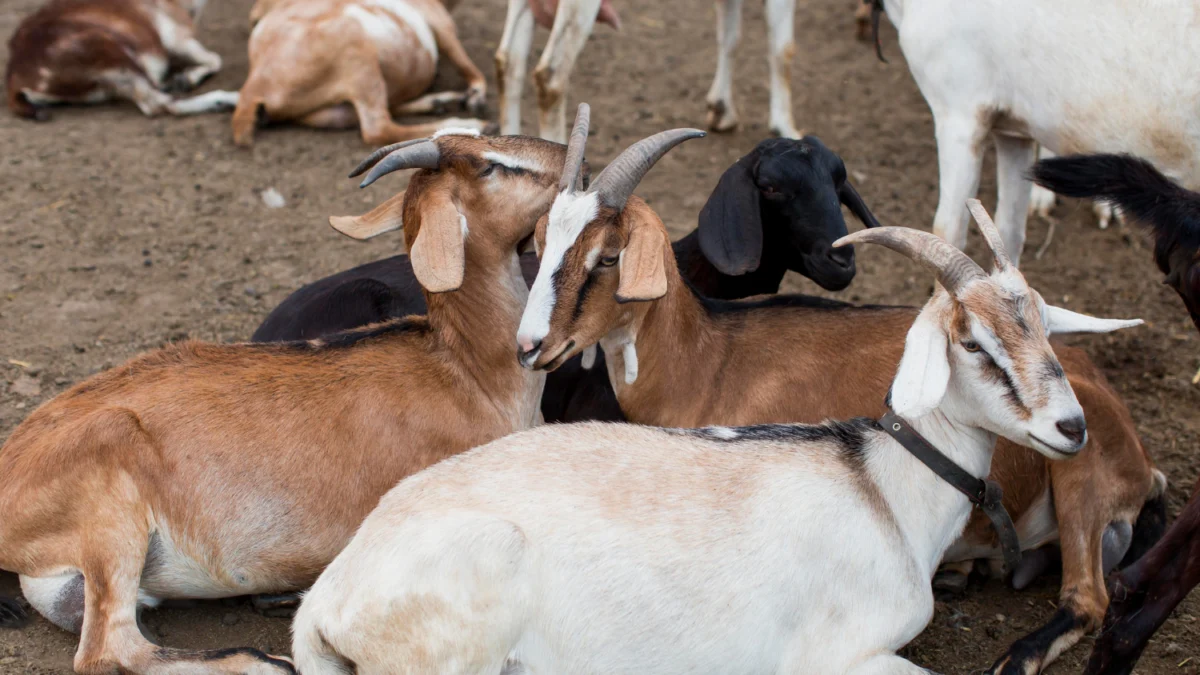 Harga Kambing dan Sapi untuk kurban 2023