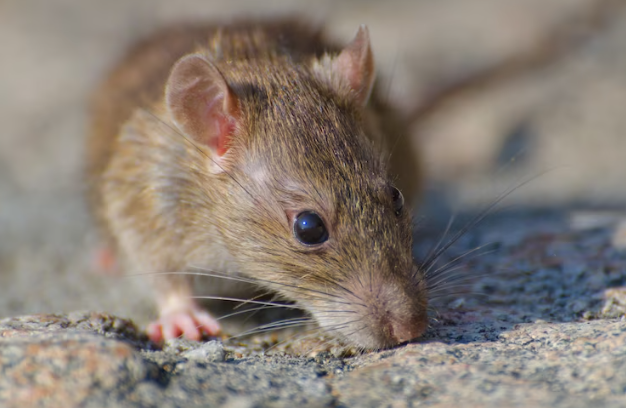 penyakit leptospirosis