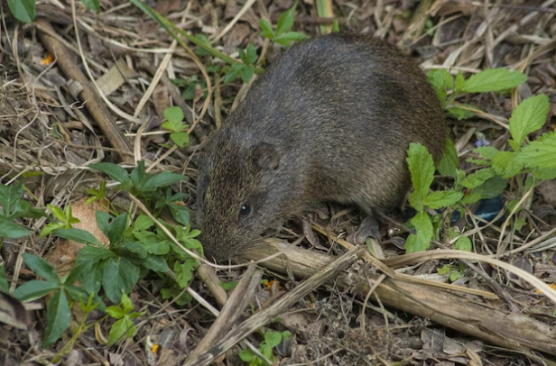 penyakit yang disebabkan tikus