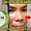 aloe vera yang bagus