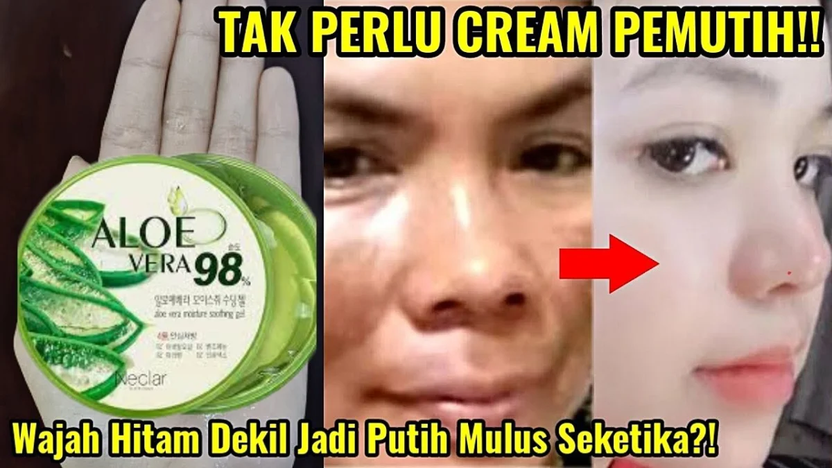 aloe vera yang bagus