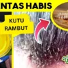 Cara menghilangkan kutu rambut dengan minyak zaitun