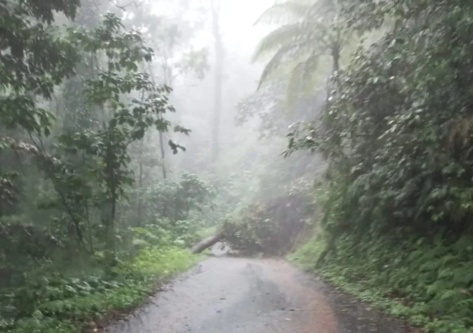 Pohon Tumbang