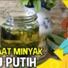 apa manfaat minyak kayu putih untuk rambut