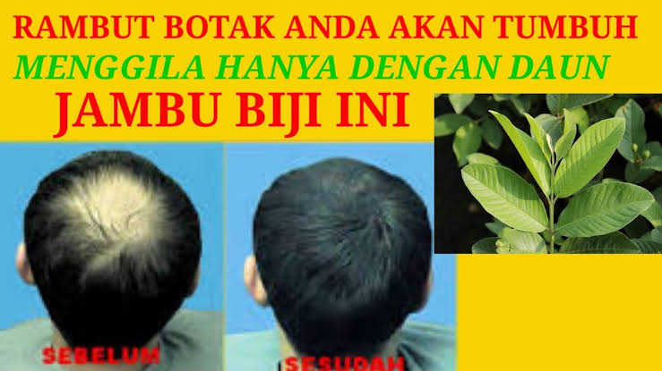 Daun jambu untuk rambut