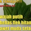 daun sirih untuk flek hitam