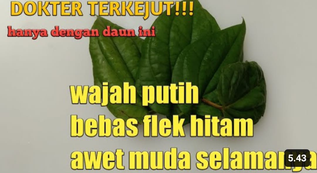 daun sirih untuk flek hitam