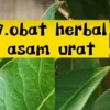 manfaat daunsalam untuk asam urat