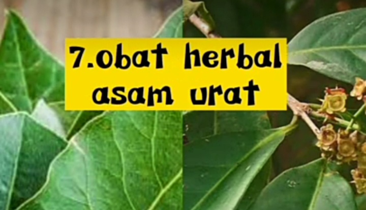 manfaat daunsalam untuk asam urat