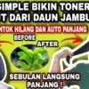 Khasiat daun jambu biji untuk rambut