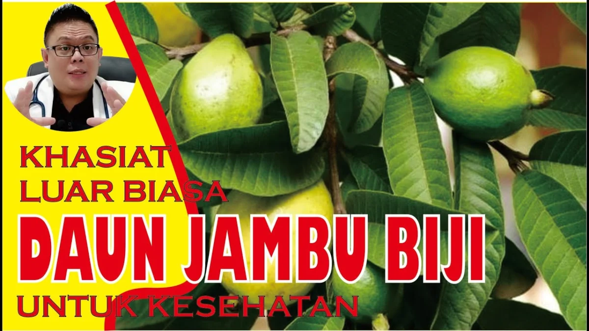 Manfaat air rebusan daun jambu biji