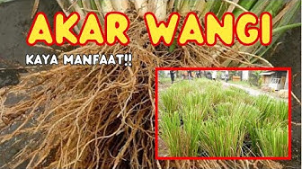 manfaat akar wangi untuk kesehatan