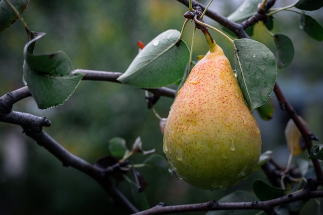 manfaat buah pir untuk kesehatan