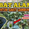 manfaat daun binahong untuk kesehatan