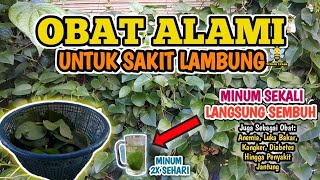 manfaat daun binahong untuk kesehatan