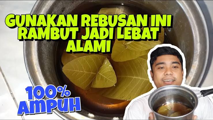 Manfaat daun jambu biji untuk rambut