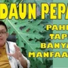 manfaat daun pepaya untuk kesehatan