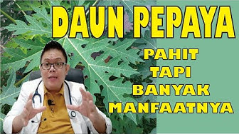 manfaat daun pepaya untuk kesehatan