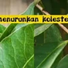 manfaat daun salam untuk kesehatan