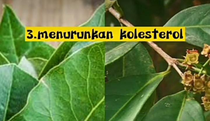 manfaat daun salam untuk kesehatan