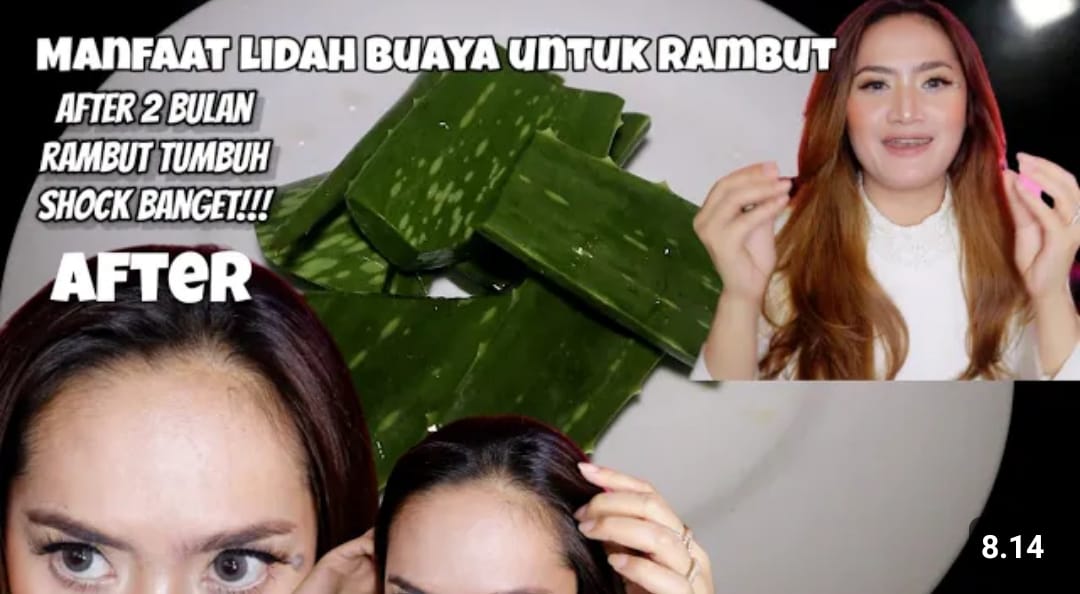 manfaat lidah buaya bagi rambut