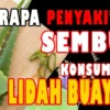 manfaat lidah buaya untuk kesehatan