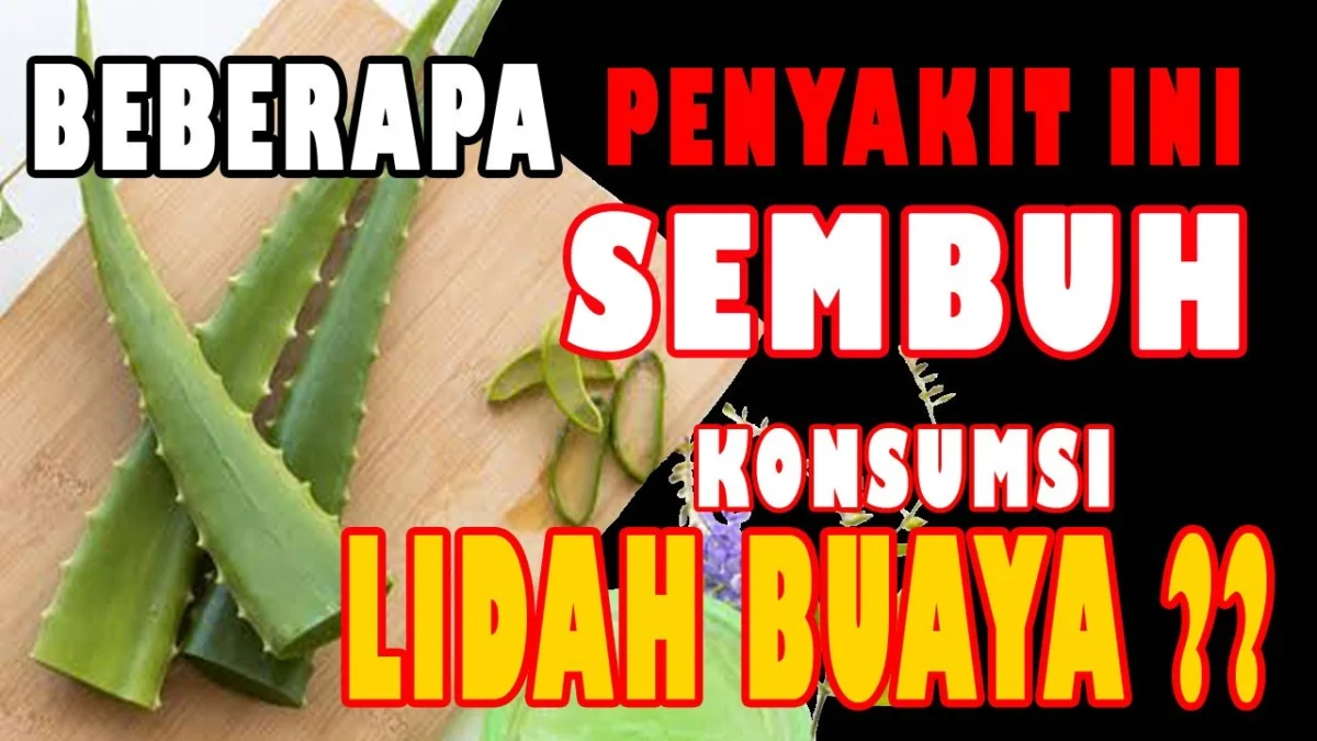 manfaat lidah buaya untuk kesehatan